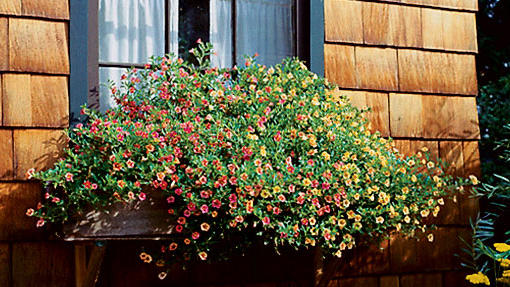 Calibrachoa The Petunia Look Alike Sunset Magazine
