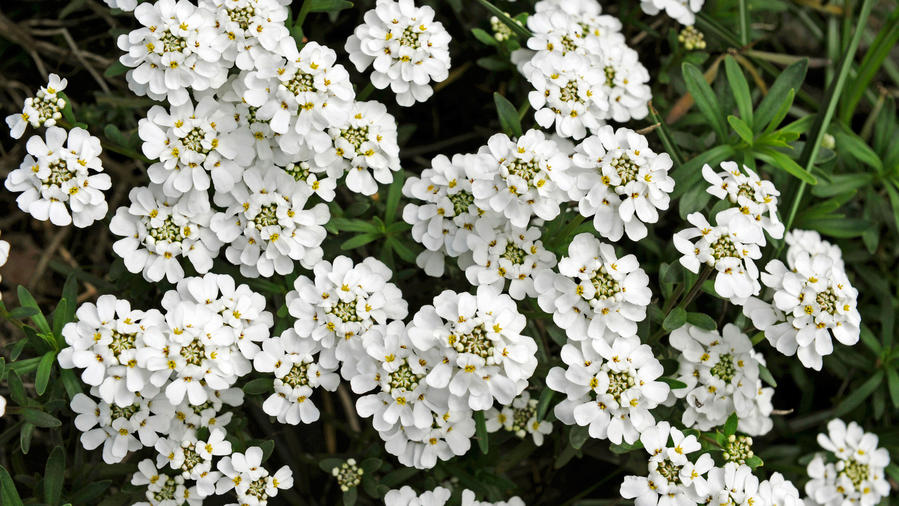 15 Flowers to Paint Your Garden White