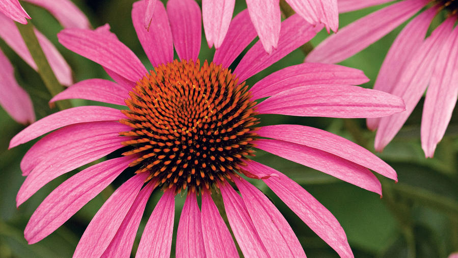 pollinator garden