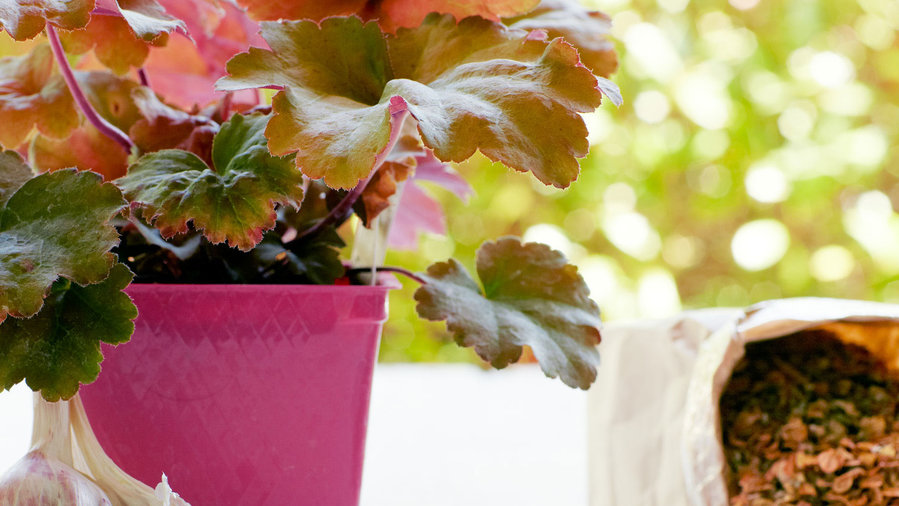 Top Plants for Your Fall Garden