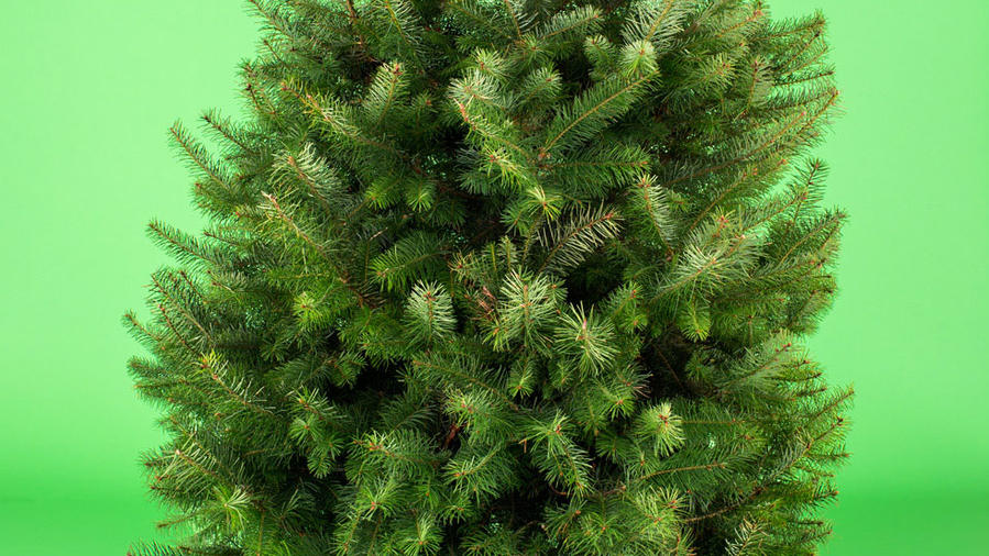 Fresh vs. Fake: Choosing the Right Christmas Tree