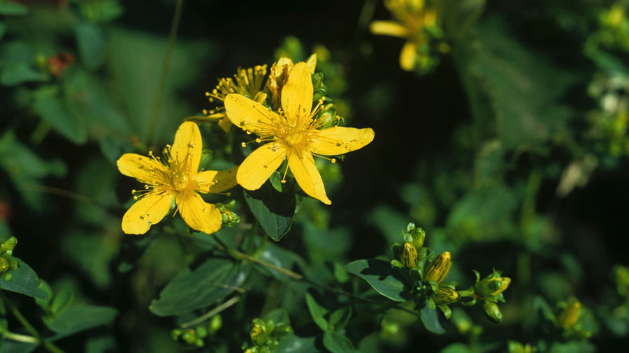 Ground Cover Planting Chart