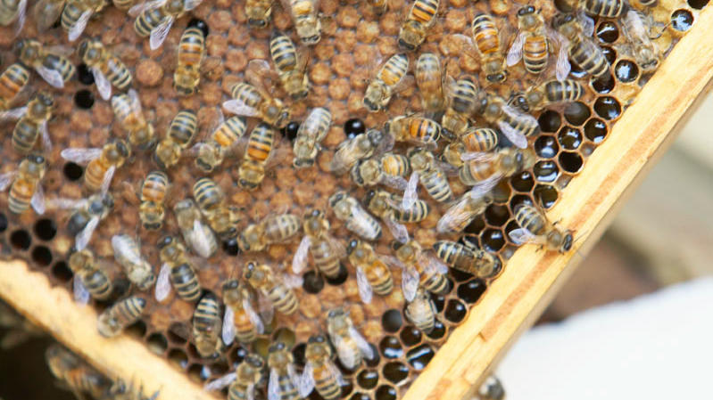 Beekeeping Basics: How to Raise Honeybees in Your Backyard ...