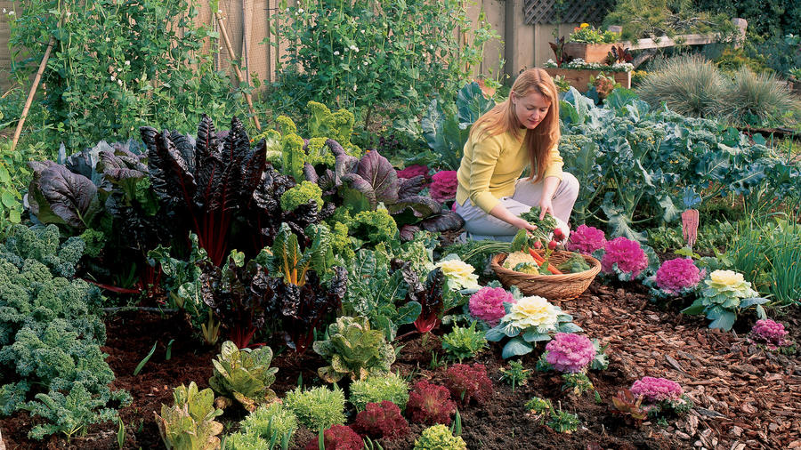 Free plan: your cool-season garden - Sunset Magazine