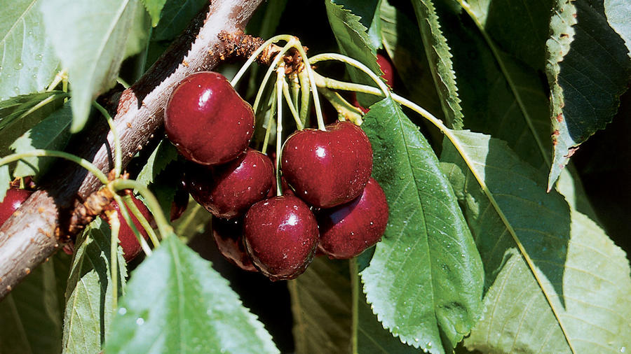 If You Like Bing You Ll Love Lapins Cherry Sunset Magazine