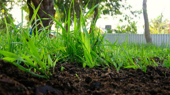 Organic Lawn Care 101