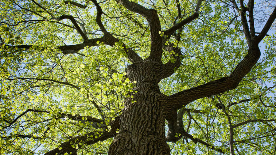 How to Care for Trees in Drought