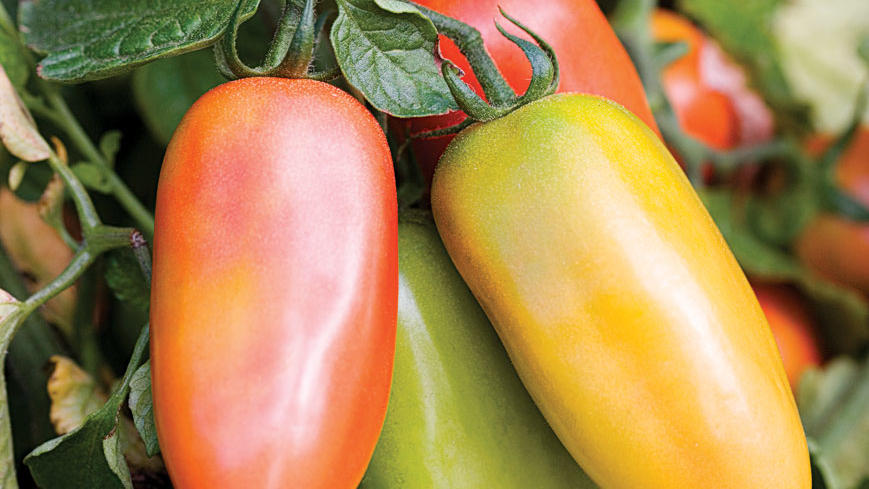 Our Favorite Paste Tomatoes