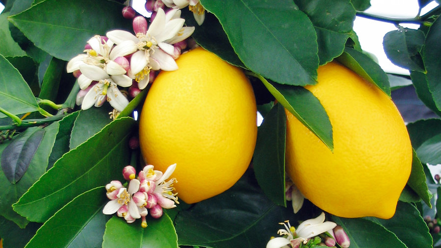 The Best Small Trees for Every Type of Small Yard and Garden Sunset