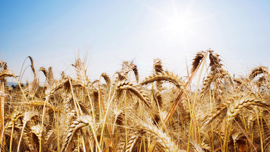 New Wheat Flour Varieties Sunset Magazine