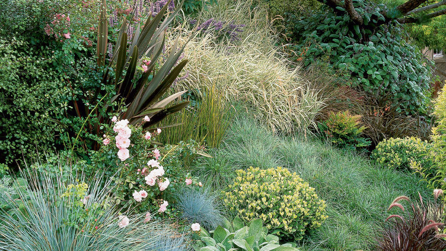 Gorgeous Grasses