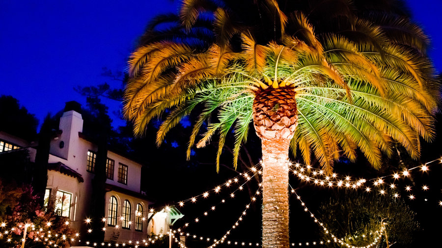 Decorate With Outdoor String Lights, How To Hang String Lights On Palm Trees