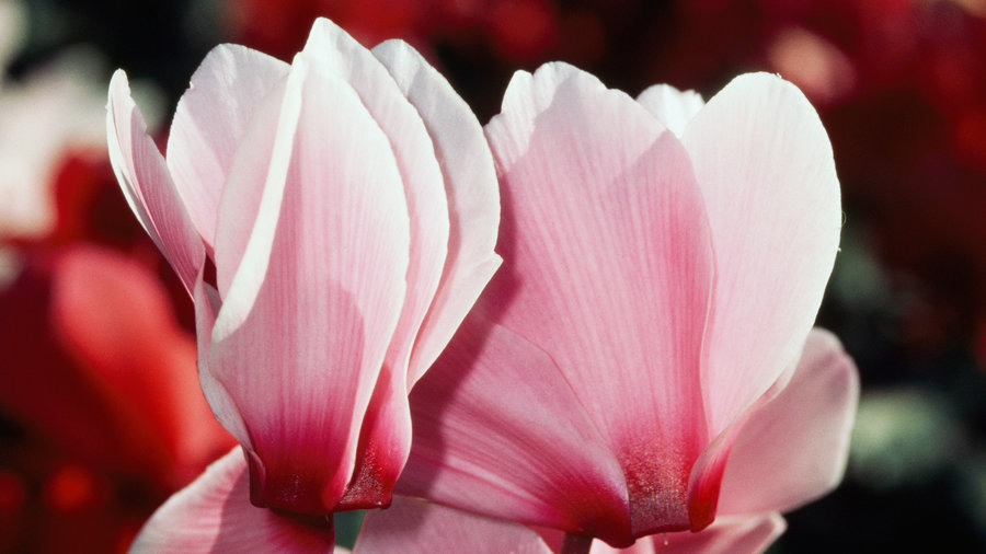 12 Flowers to Paint Your Garden Pink