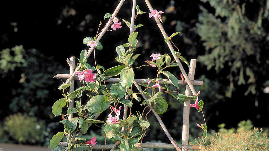 Make a Rustic Trellis
