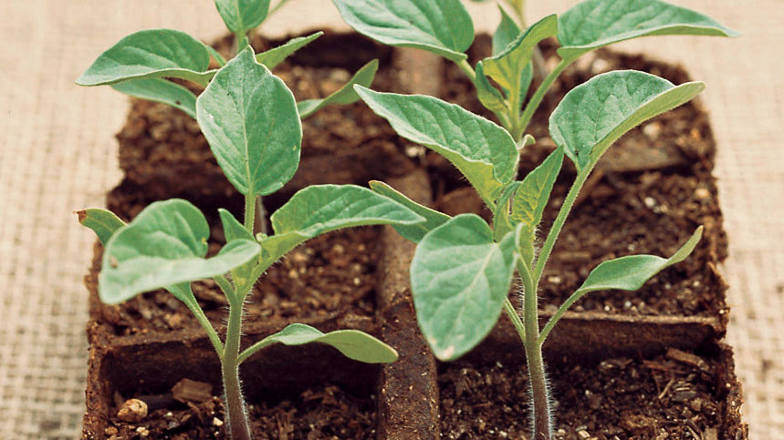 Planting vegetables