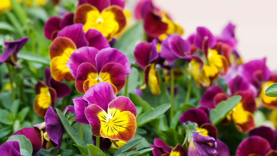 Best Winter Flowers For Color Sunset