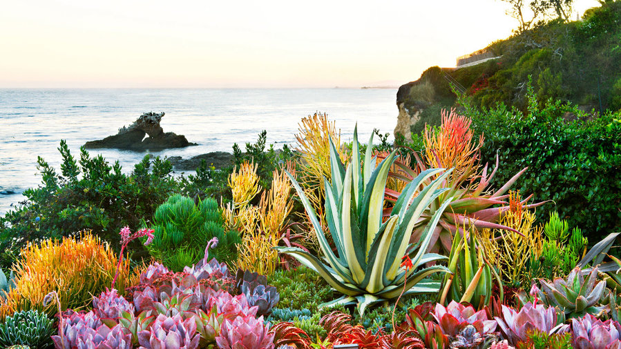 How to Create a Sea-Creature Succulent Garden