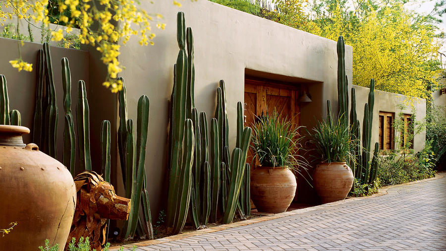 Southwest Style: Cactus on Guard