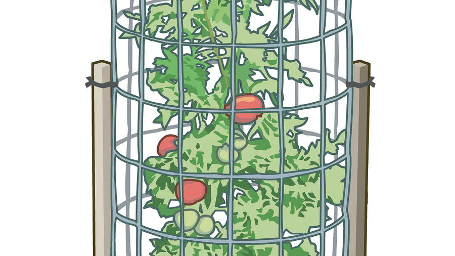 How to Train Tomatoes