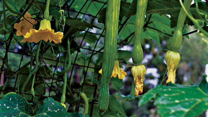 Vertical Veggies