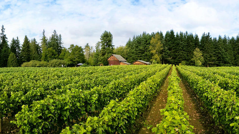 5 Wine Regions to Suit Global Tastes