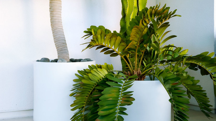 use-one-plant-per-pot