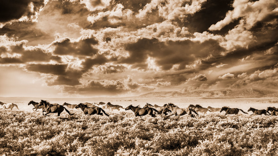 The Fight over America’s Wild Horses