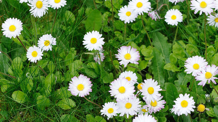 Best Selling White Winter Flowers – Kate Hill Flowers