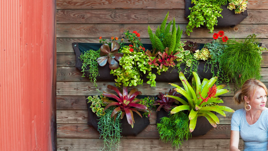 How to Make a Hanging Plant Display