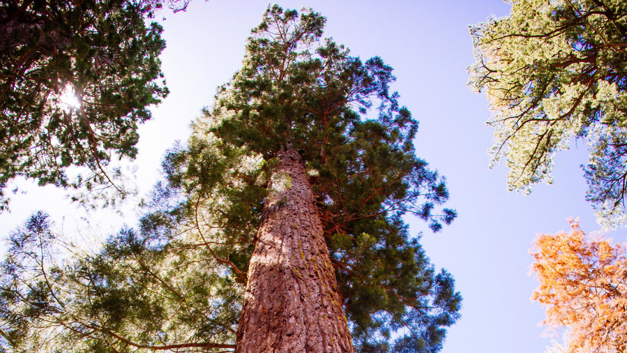 Your Best 3 Days in Yosemite