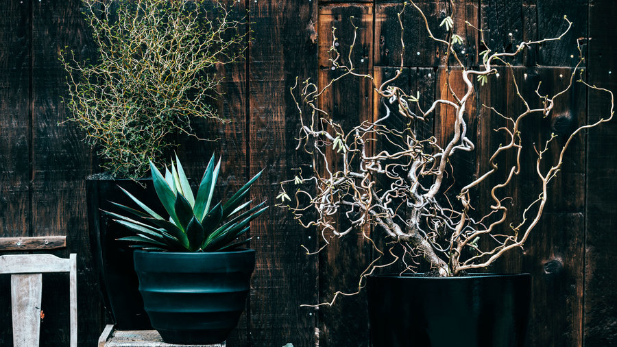 Spooky Plants to Decorate with This Halloween
