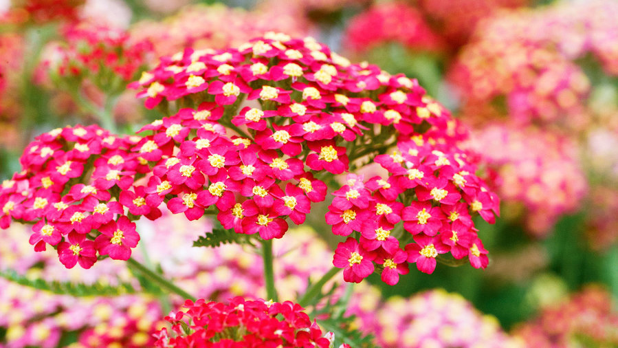 yarrow