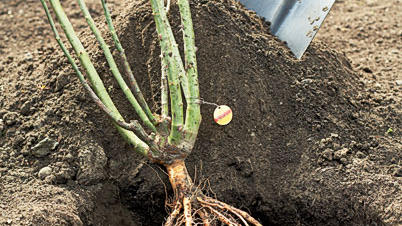 How to plant a bare-root rose