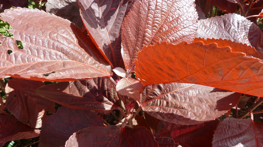 19 Colorful Plants for Shade Gardens - Sunset Magazine - Sunset Magazine