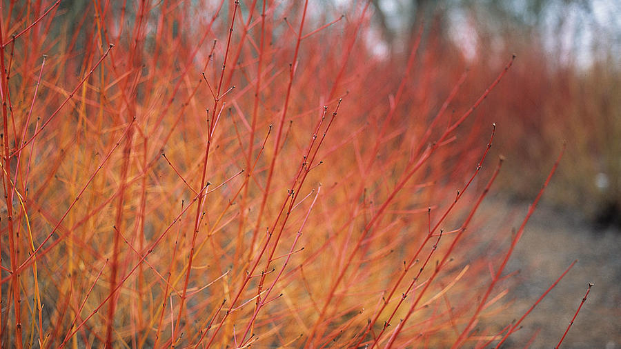 rain gardens