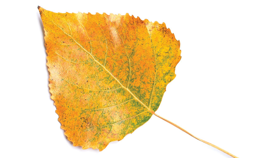 Golden leaf from fall foliage tree