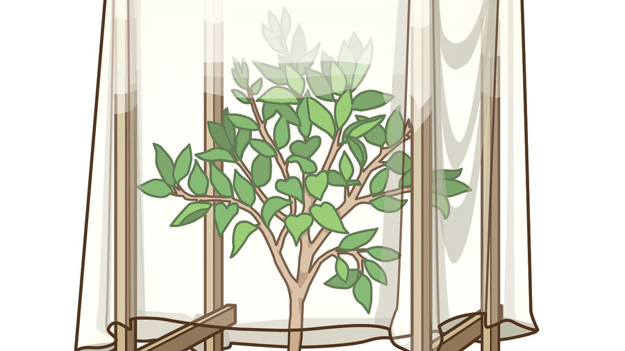 Protect Plants from Frost