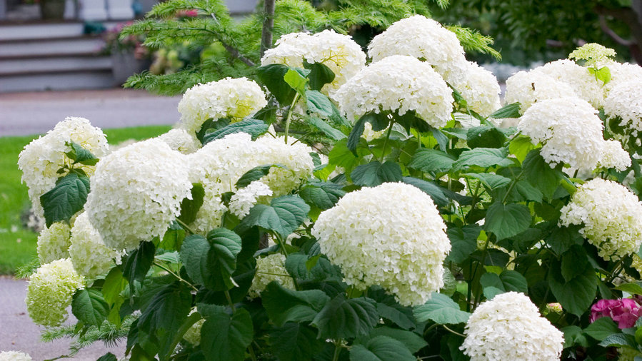 Shade Plants Make Low Light Gardens Pop With Color Sunset Sunset Magazine