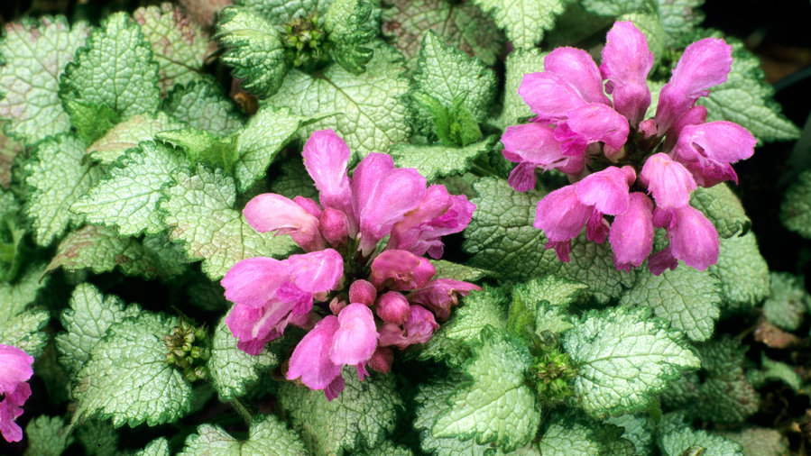 Shade Plants Make Low Light Gardens Pop With Color Sunset Sunset Magazine