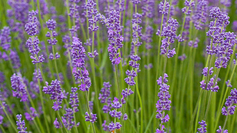 rain gardens