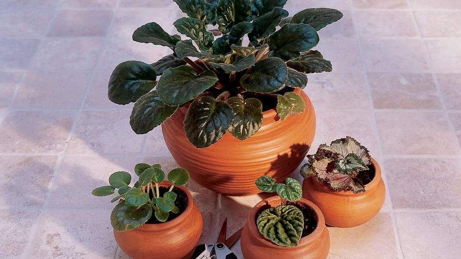 New Plants From Leaf Cuttings Sunset Magazine