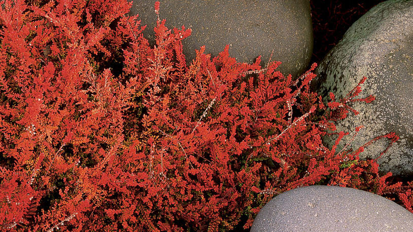 Heathers that glow in frosty weather