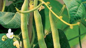 Warm Season Crops Sunset Magazine