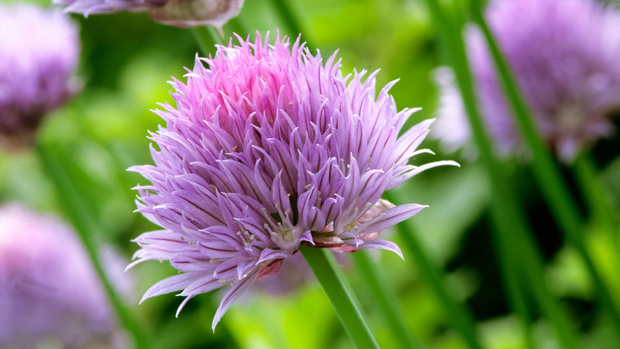 chives