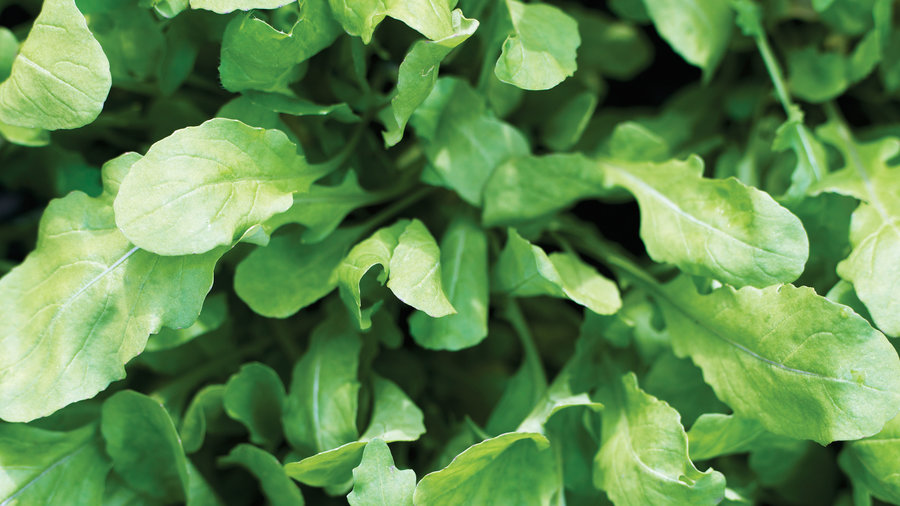 arugula