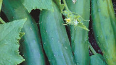 cucumbers
