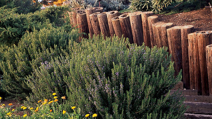 Which Rosemary Plant Is Right For You Sunset Sunset Magazine