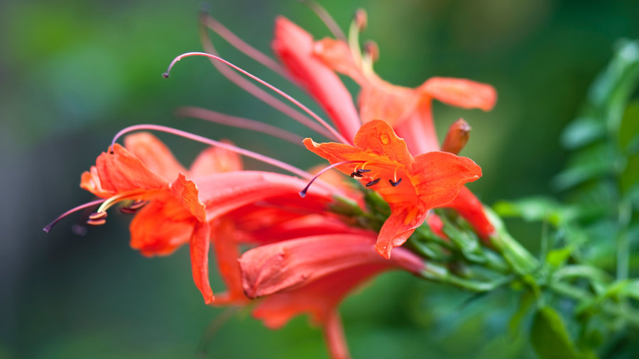 Low-Water Flowering Shrubs - Sunset Magazine