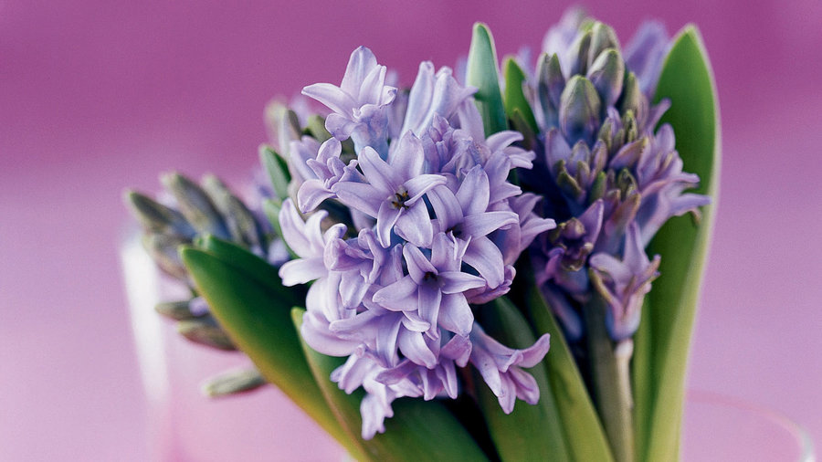 How To Grow And Arrange A Hyacinth Wedding Bouquet Sunset Magazine