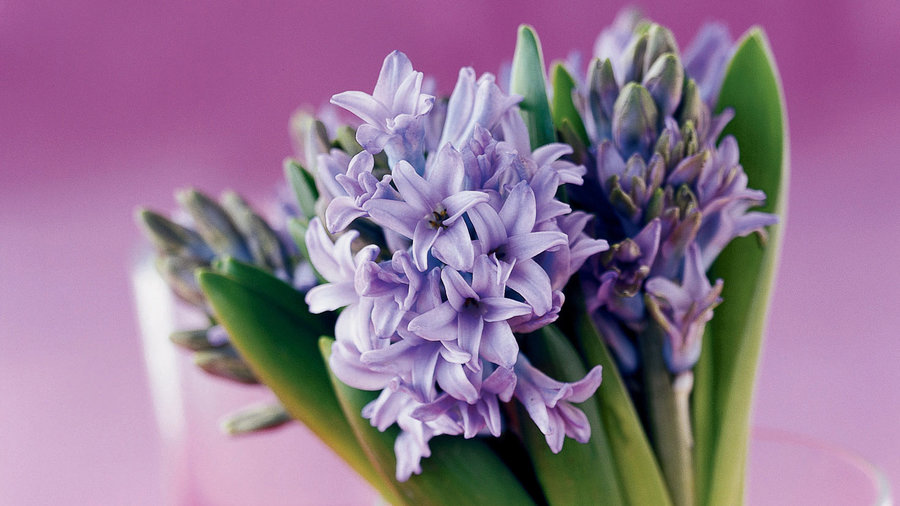 Grow a bouquet of hyacinths